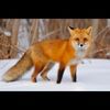 foxesrule